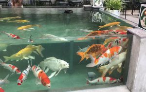 Thiết Kế Bể Cá Koi Bằng Kính