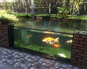 Thiết Kế Bể Cá Koi Bằng Kính