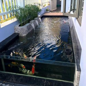 Thiết Kế Bể Cá Koi Bằng Kính Thiết Kế Bể Cá Koi Bằng Kính
