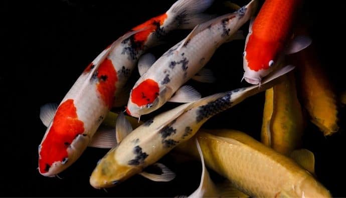 Cá Koi Cá Koi