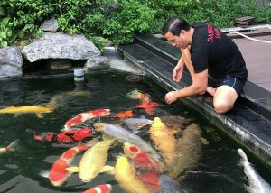 Cá Koi Có Thích được Cưng Nựng Và Có Nhận Ra Chủ Nhân Không? Cá Koi Có Thích được Cưng Nựng Và Có Nhận Ra Chủ Nhân Không?