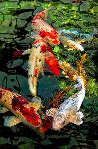 Cá Koi Sống được Bao Lâu (7 Cách Tăng Tuổi Thọ Cho Cá) Cá Koi Sống được Bao Lâu (7 Cách Tăng Tuổi Thọ Cho Cá)