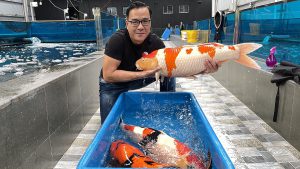 Nuôi Cá Koi Và Cá Trong Ao: 3 Quy Tắc Cơ Bản