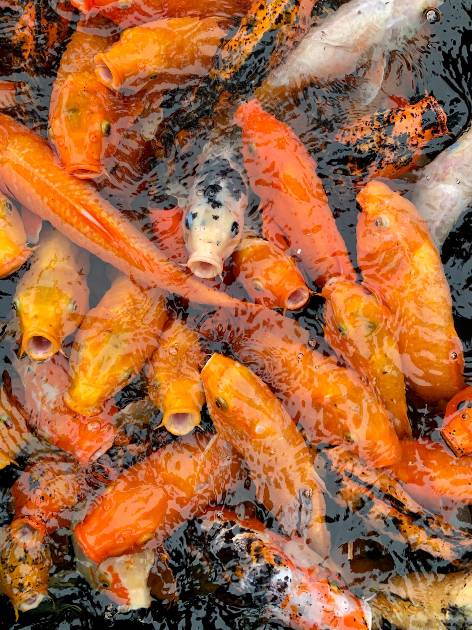 31 Bệnh Cá Koi Và Phương Pháp điều Trị Bệnh ở cá Koi: Bent Koi