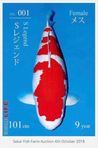 Cá Koi Nhật Bản Với Giá 1,8 Triệu đô La!