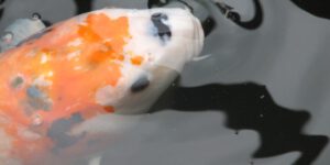 King Of The River: Cá Koi Tại Vườn Nhật Bản Portland