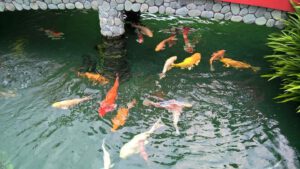 Thi Công Hồ Cá Koi Tại Hà Nội – Hướng Dẫn Chăm Sóc Hồ Koi Vào Mùa Mưa