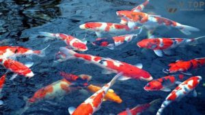 Thi Công Hồ Cá Koi Tại Hà Nội – Đặc điểm Nổi Trội Của Thi Công Hồ Cá Koi