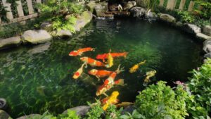 Thiết Kế Thi Công Hồ Cá Koi, Tiểu Cảnh Hồ Cá Koi Nhật Bản đẹp Chuẩn, Hợp Phong Thủy Tại Hà Nội