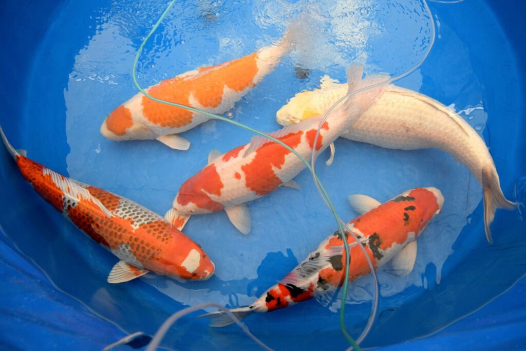 Câu Chuyện Về Cá Koi: Loài Cá Nhật Bản Vô Giá Tạo Nên Tiếng Vang