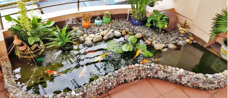 Dịch Vụ Thiết Kế Hồ Cá Koi Tại Hà Nội – Thi Công Hồ Cá Koi đúng Kỹ Thuật
