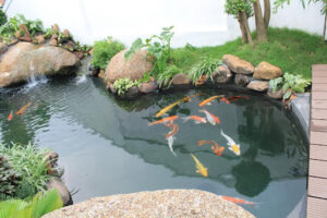 Chăm Sóc Cá Koi – Tên Khoa Học Cyprinus Carpio Chăm Sóc Cá Koi – Tên Khoa Học Cyprinus Carpio