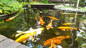 Dịch Vụ Thiết Kế Thi Công Hồ Cá Koi Trong Nhà Uy Tín, Chất Lượng Tại Hà Nội