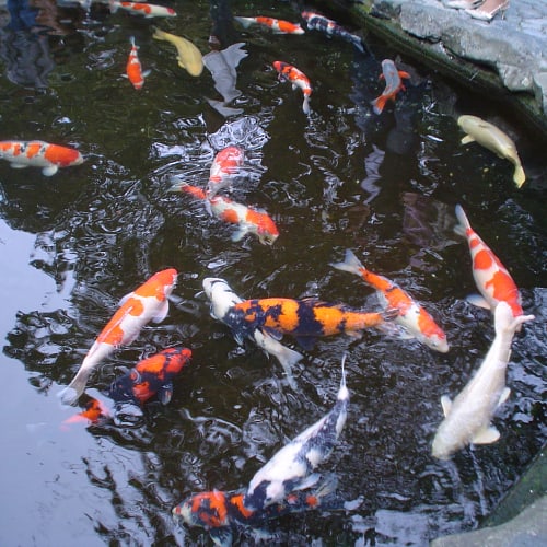 Hà Nội Thiết Kế Thi Công Hồ Cá Koi – Tự Làm Hồ Cá Koi Mini, Sân Vườn Ngoài Trời