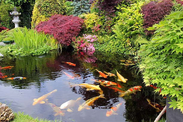 Hà Nội Thiết Kế Thi Công Hồ Cá Koi – Tự Làm Hồ Cá Koi Mini, Sân Vườn Ngoài Trời
