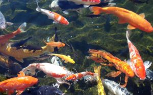 Thi Công Hồ Cá Koi đẹp, đạt Chuẩn – Uy Tín, Chuyên Nghiệp
