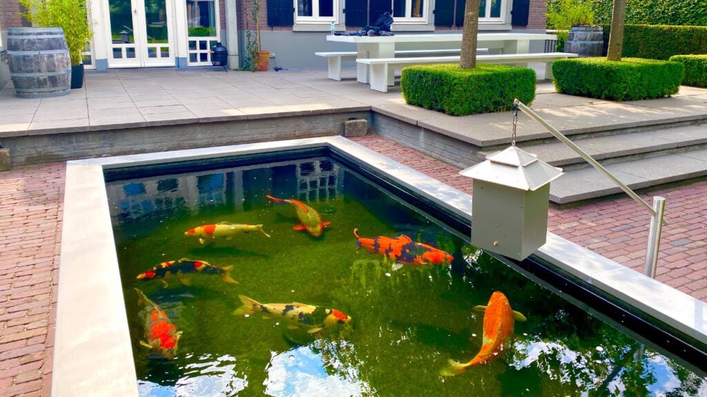 Thiết Kế Hồ Cá Koi Mini đúng Chuẩn Phong Thuỷ Tại Hà Nội