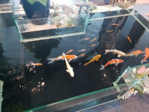 Thiết Kế, Thi Công Hồ Cá Koi Mini Tại Hà Nội – Uy Tín, Bảo Hành Dài Hạn