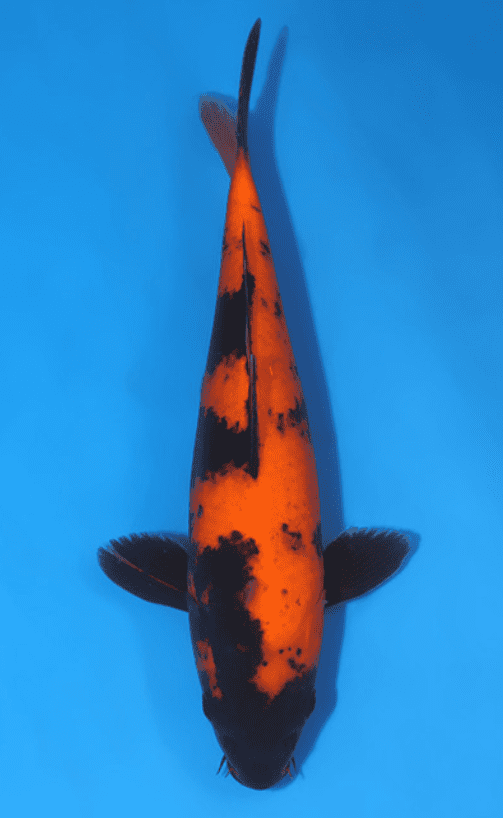 10 Loại Cá Koi đắt Nhất Thế Giới