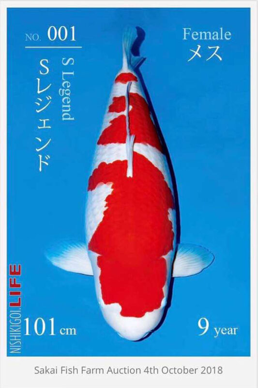 Cá Koi đắt Nhất Kỷ Lục Thế Giới Mới Hơn 44 Tỷ VnĐ – 01/2022 Sakai Kohaku (101cm)