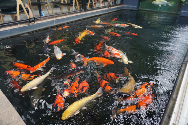 Dịch Vụ Tư Vấn Thiết Kế Thi Công Hồ Cá Koi – Bảo Hành Dài Hạn, Uy Tín