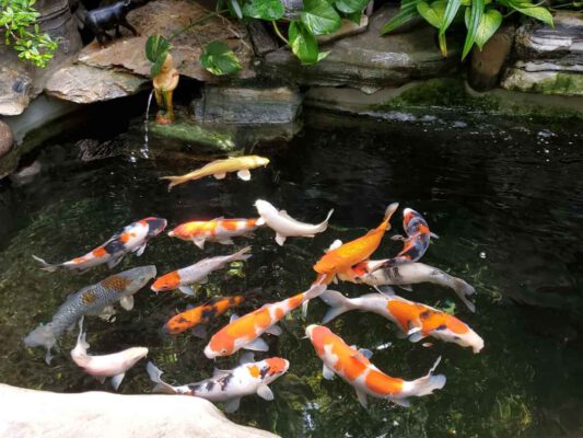 Dịch Vụ Tư Vấn Thiết Kế Thi Công Hồ Cá Koi – Bảo Hành Dài Hạn, Uy Tín