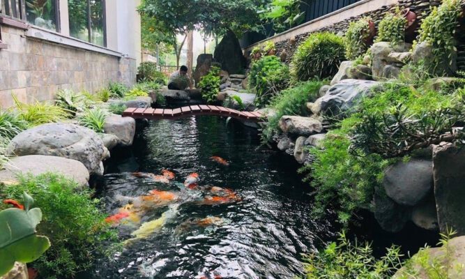 Dịch Vụ Tư Vấn Thiết Kế Thi Công Hồ Cá Koi – Bảo Hành Dài Hạn, Uy Tín