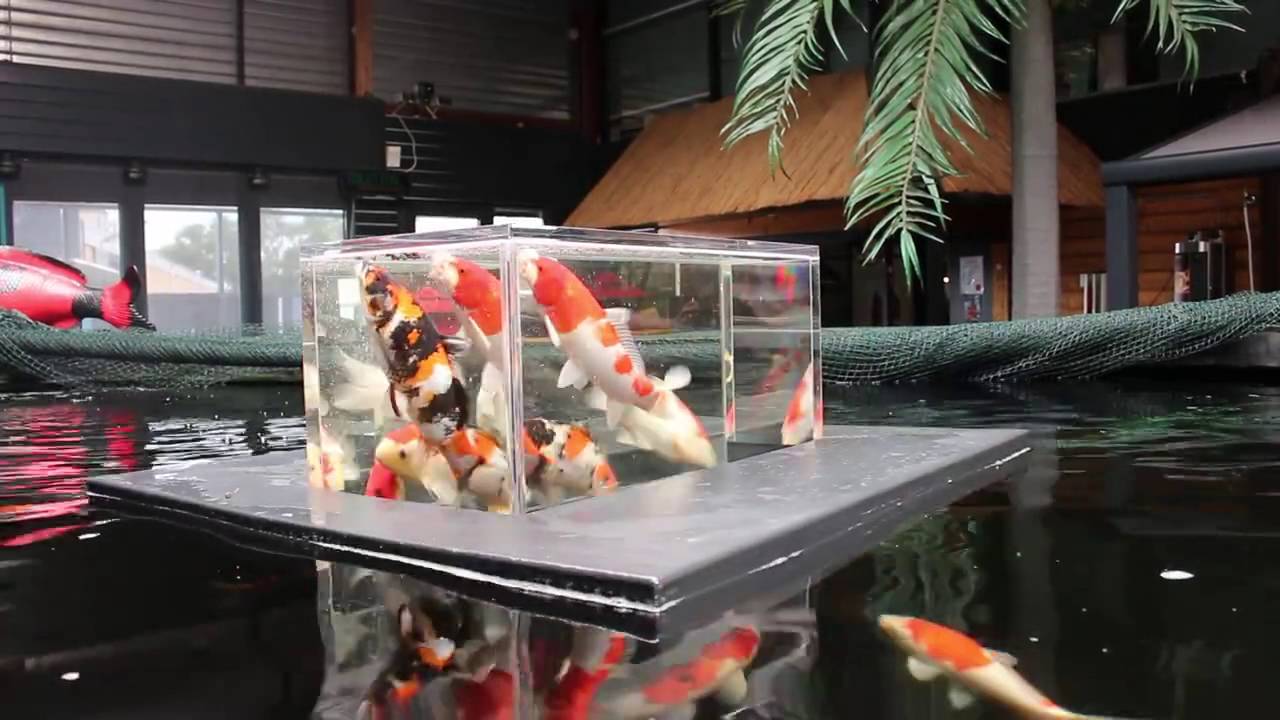 Nuôi Koi Trong Bể Kính – Thiết Kế, Thi Công Hồ Cá Koi Tại Hà Nội