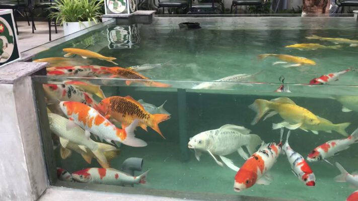 Nuôi Koi Trong Bể Kính – Thiết Kế, Thi Công Hồ Cá Koi Tại Hà Nội