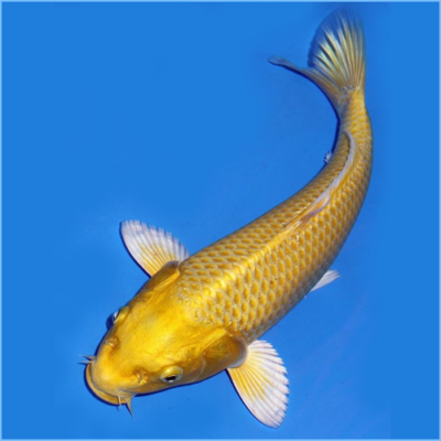 Tất Tần Tật Về Loài Cá Koi Ogon – Ogon Koi Fish