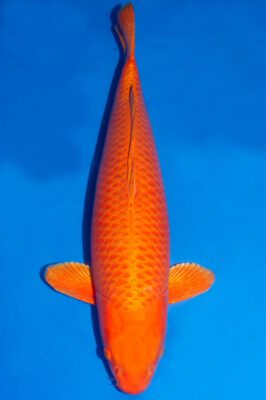 Tất Tần Tật Về Loài Cá Koi Ogon – Ogon Koi Fish