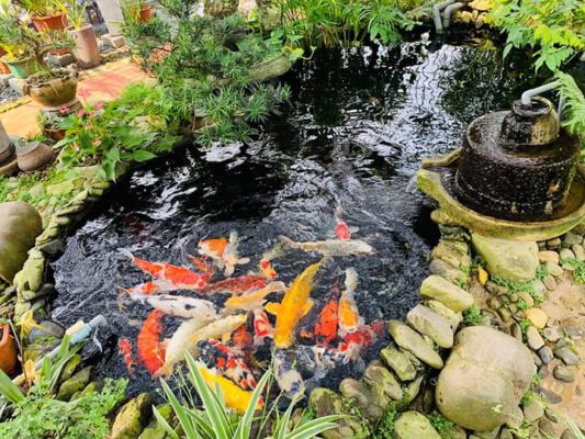 Thi Công, Thiết Kế Hồ Cá Koi Chuẩn đẹp Tại Hà Nội – Giá Rẻ, Uy Tín, Bảo Hành Dài Hạn