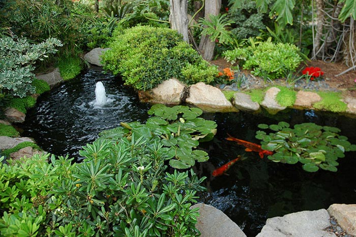 Thiết Kế Hồ Cá Koi Sân Vườn đẹp Tại Hà Nội – Uy Tín, Bảo Hành Lâu Dài