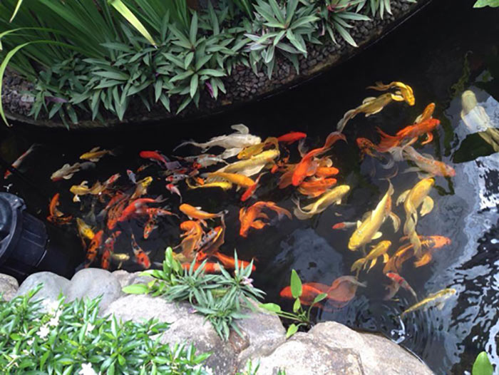 Thiết Kế Hồ Cá Koi Sân Vườn đẹp Tại Hà Nội – Uy Tín, Bảo Hành Lâu Dài