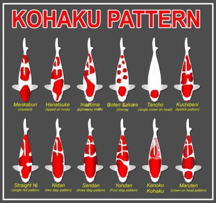 Các Loại Kohaku Khác Nhau Và Lịch Sử Phả Hệ Của Chúng