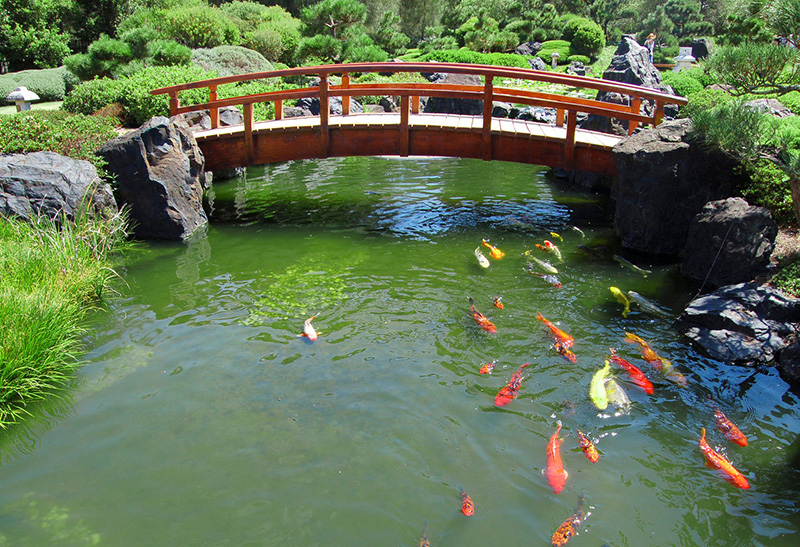 Hồ Cá Koi Nhật Bản đạt Chuẩn được Thi Công Bơi Koixinh Tại Hà Nội – Giá Rẻ, Uy Tín – Gọi 0976870033