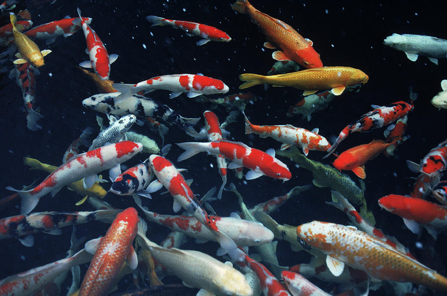 Hướng Dẫn Về Thức ăn Cho Cá Koi: Tối đa Hóa Màu Sắc Và Sự Phát Triển Của Cá Koi