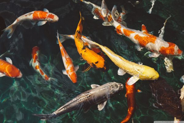 Hướng Dẫn Về Thức ăn Cho Cá Koi: Tối đa Hóa Màu Sắc Và Sự Phát Triển Của Cá Koi