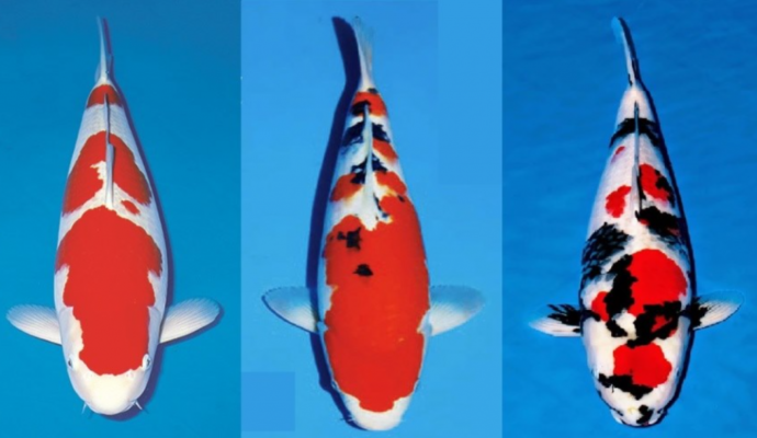 Những điều Cần Biết Về Giống Cá Koi Sanke – Sanke Koi Fish