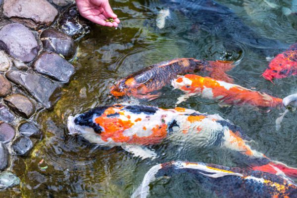 Những điều Cần Biết Về Thi Công Hồ Cá Koi Chuẩn Tại Hà Nội – Giá Rẻ, Uy Tín