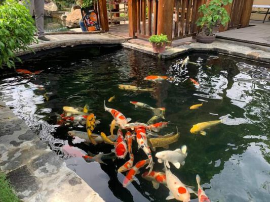 Hưng Yên Thi Công Hồ Koi đạt Chuẩn – Bảo Hành Dài Hạn – Liên Hệ 0976870033