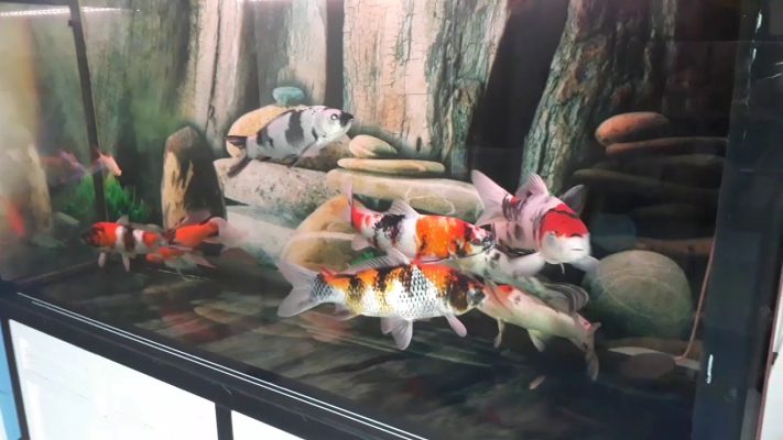 Thi Công Hồ Cá Koi Kính đạt Chuẩn, Bảo Hành Dài Hạn – Gọi 0976870033 Thi Công Hồ Cá Koi Kính đạt Chuẩn, Bảo Hành Dài Hạn – Gọi 0976870033