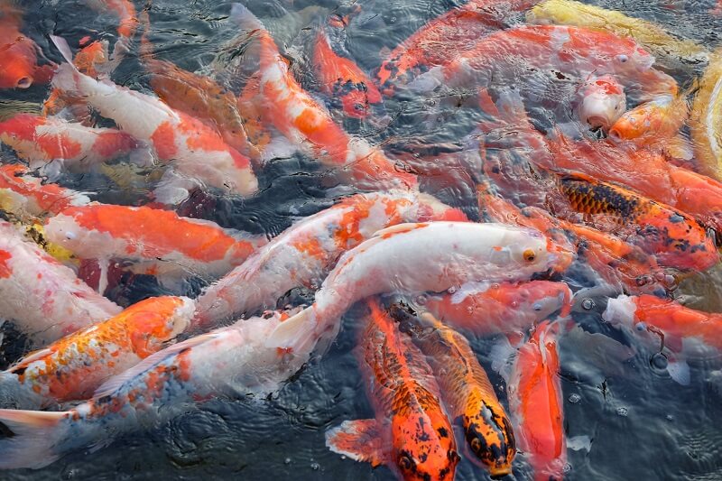 Những điều Cần Biết Trước Khi Cài đặt Hồ Cá Koi