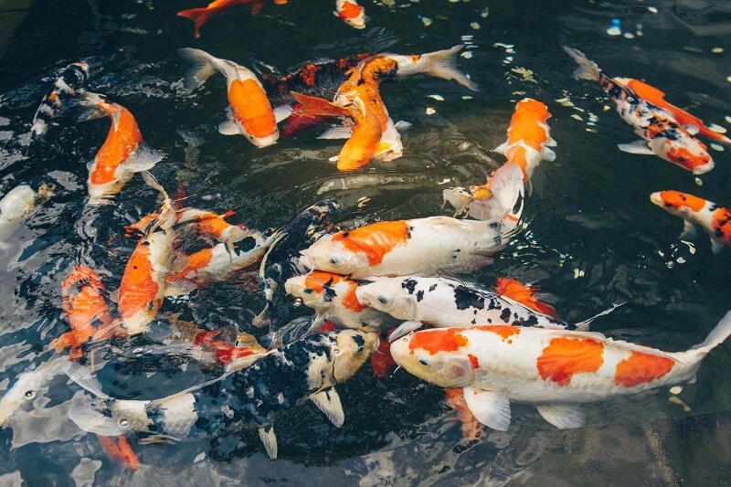 Những điều Cần Cân Nhắc Trước Khi Thêm Hồ Cá Koi Những điều Cần Cân Nhắc Trước Khi Thêm Hồ Cá Koi