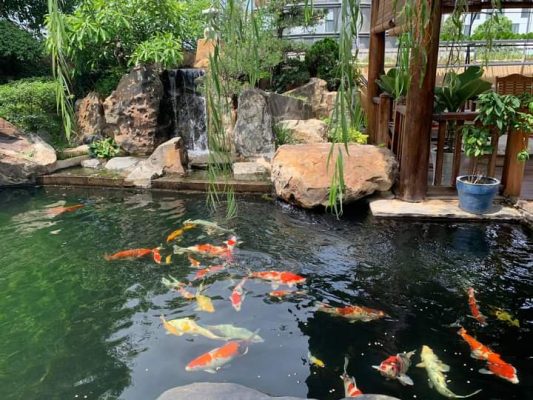 Thi Công Hồ Cá Koi đạt Chuẩn – Uy Tín, Chuyên Nghiệp Tại Hà Nội – Hotline: 0976870033 Thi Công Hồ Cá Koi đạt Chuẩn – Uy Tín, Chuyên Nghiệp Tại Hà Nội – Hotline: 0976870033