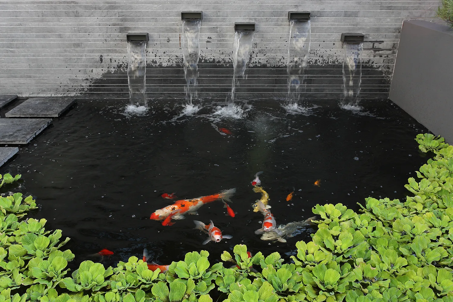 Thi Công Hồ Cá Koi đạt Chuẩn Yêu Cầu Tại Hà Nội – Bảo Hành Dài Hạn – Hotline 0976870033