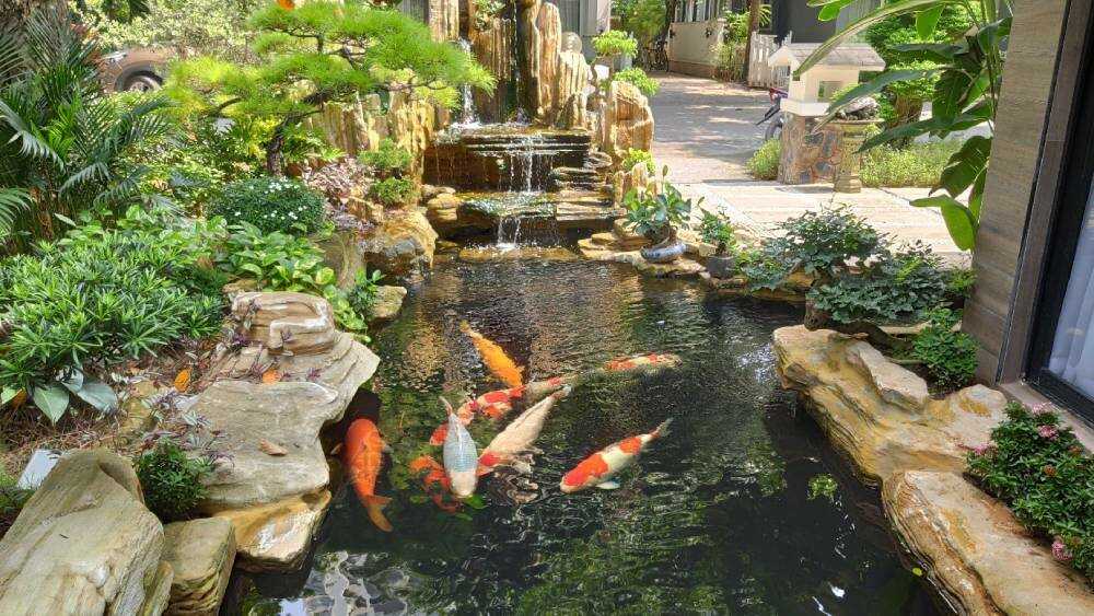 Grass clippings in ponds pollutes the water and can result in koi flashing