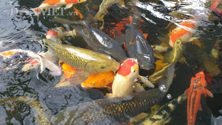 Cá Koi Phát Triển Sinh Trưởng: Phát Triển Tình Bạn Chung Tay Nuôi Dưỡng Cá Koi Phát Triển Sinh Trưởng: Phát Triển Tình Bạn Chung Tay Nuôi Dưỡng