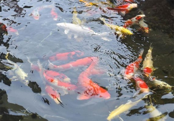 Cách Tính Lượng Nước Trong Ao Vườn Của Bạn Cách Tính Lượng Nước Trong Ao Vườn Của Bạn