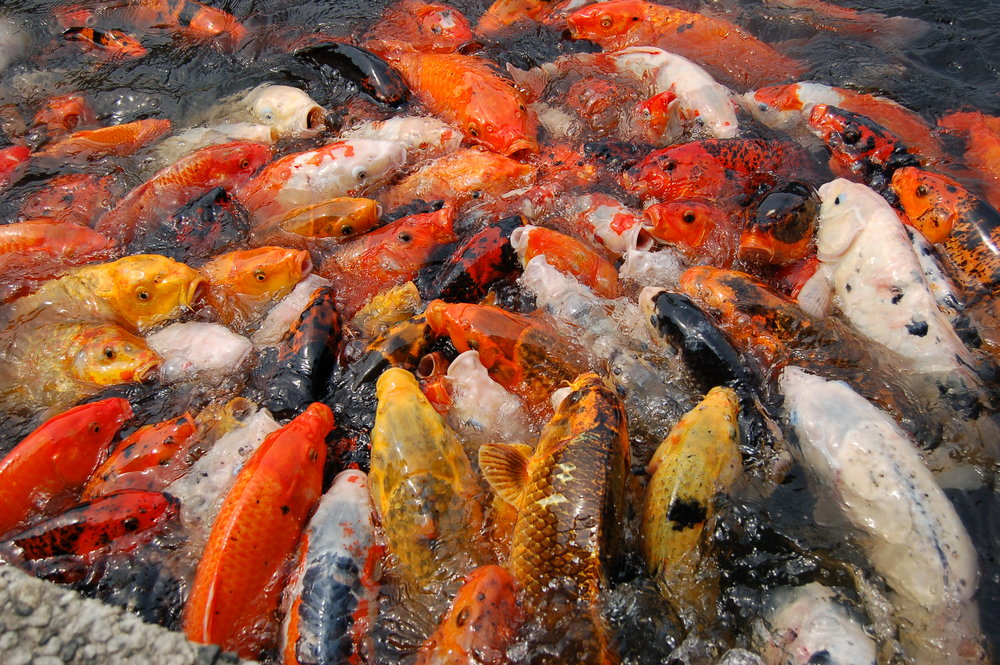 Chăm Sóc Cá Koi: Cá Koi Có Thể ăn Gì Và Cần Tránh Những Gì